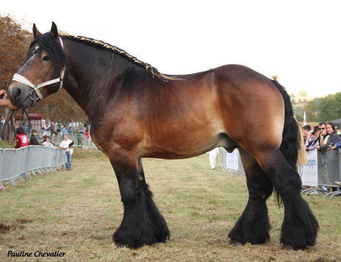 Auxois Horses